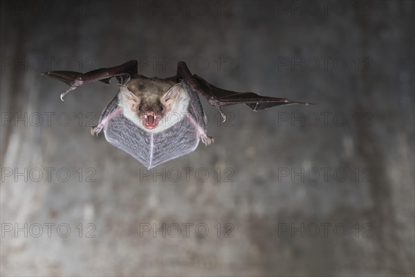 Greater mouse-eared bat