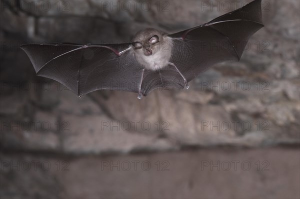 Lesser horseshoe bat