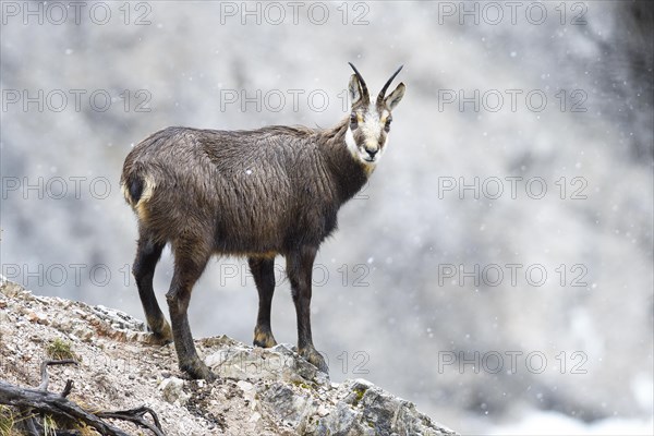 Chamois