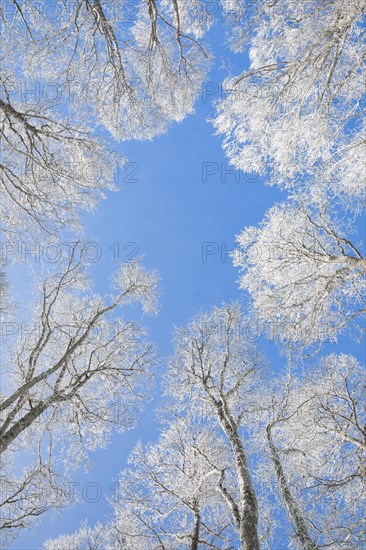 Tree tops of deep snow covered beech forest against blue sky in Neuchatel Jura