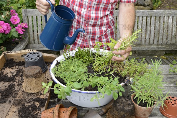 Planting of plant pots with herbs