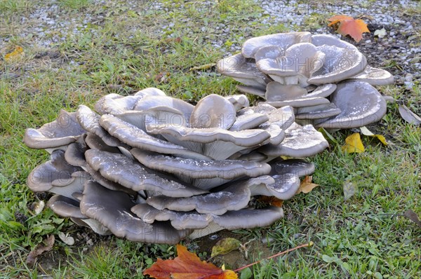 Oyster mushroom