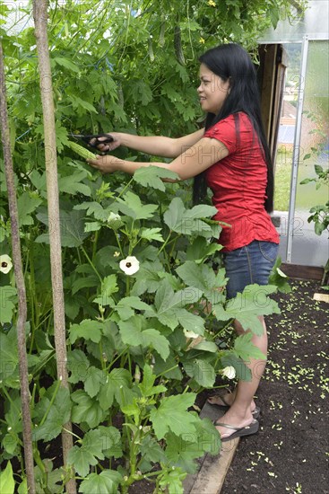 Woman harvesting bitter melons