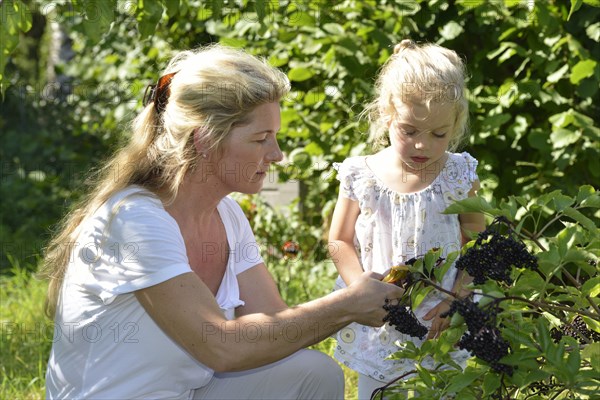 Woman and girl harvesting elderberries