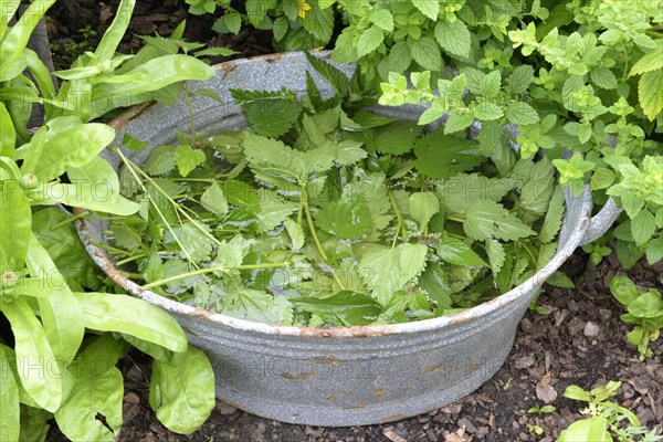 Production of stinging nettle liquid manure