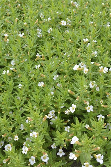 Common hedgehyssop