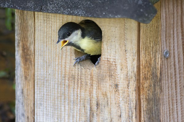 Boy Great tit