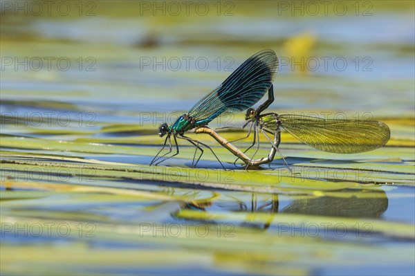 Banded demoiselles