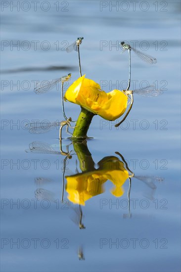 White-legged damselflies