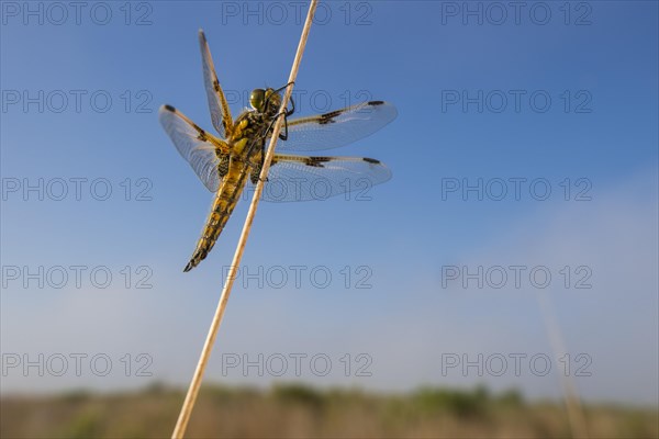 Four-spotted chaser