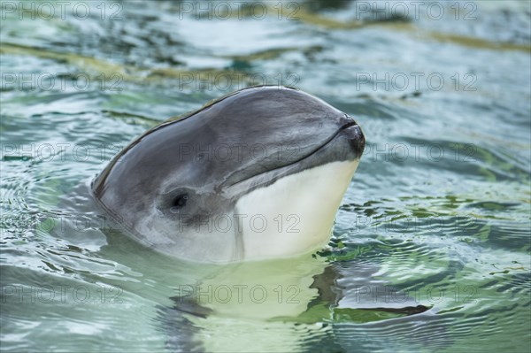 Harbour porpoise