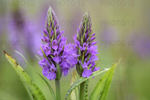 Southern marsh orchid