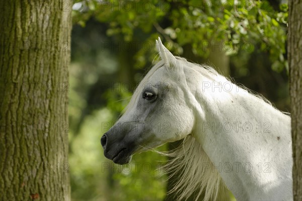 Arabian thoroughbred