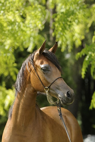 Arabian thoroughbred