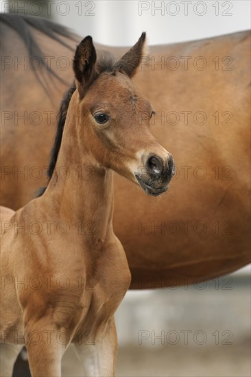 Arabian thoroughbred