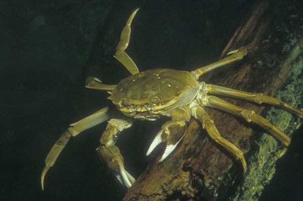 Chinese mitten crab