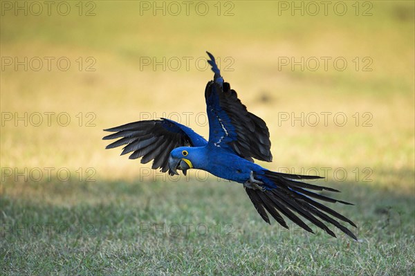 Hyacinth macaw