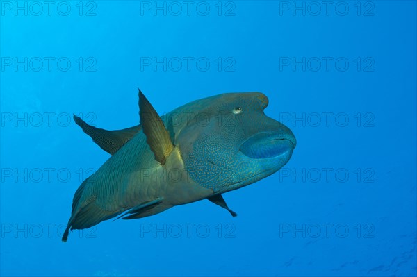 Napoleon Humpback Wrasse