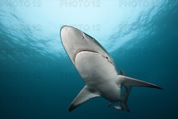 Blacktip Shark