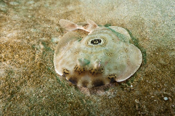 Ocellated Electric Ray