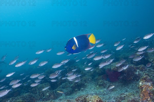 King angelfish