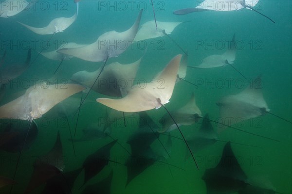 School of the Pacific nose ray