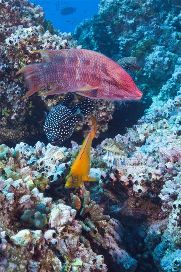 Mexican Hogfish