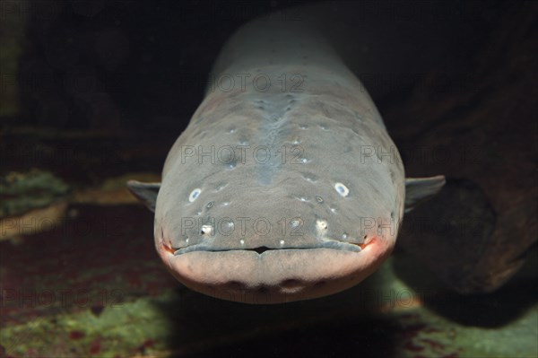 Electric eel