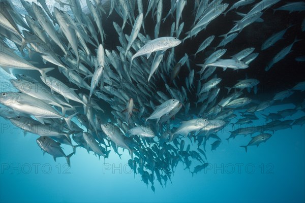 Shoal of bigeye spiny dogfish