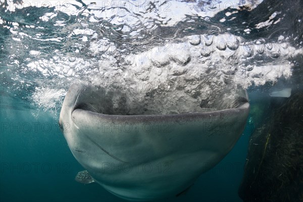 Feeding whale shark