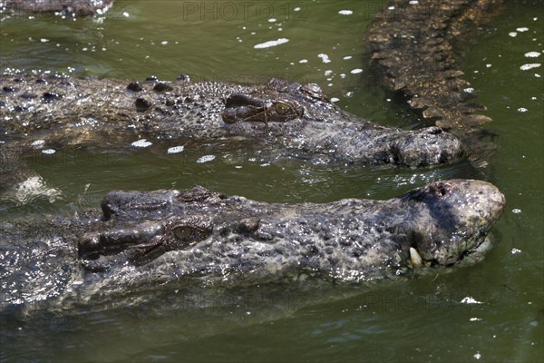 Saltwater crocodile