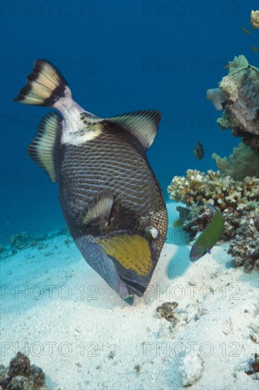 Titan triggerfish