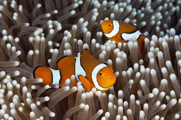 True clown anemonefish