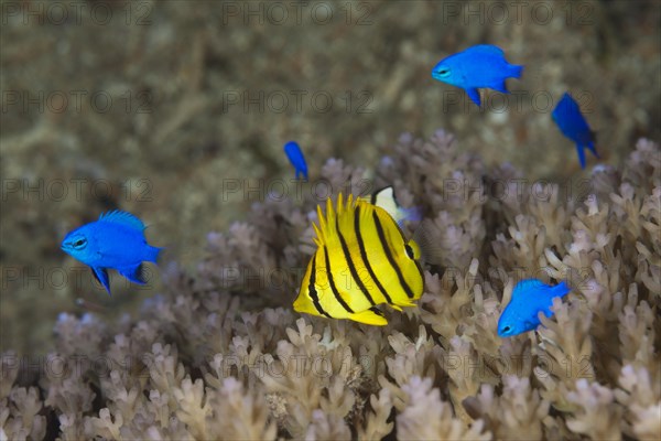 Juvenile eight-banded butterflyfish and blue sapphire demoiselles