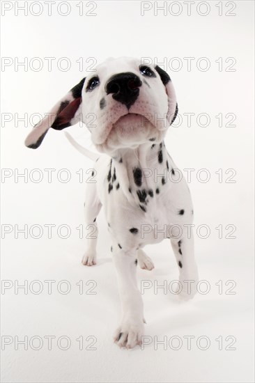 Dalmatian