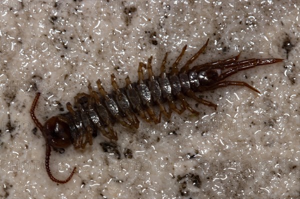 Brown millipede