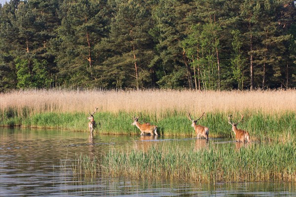 Red deer