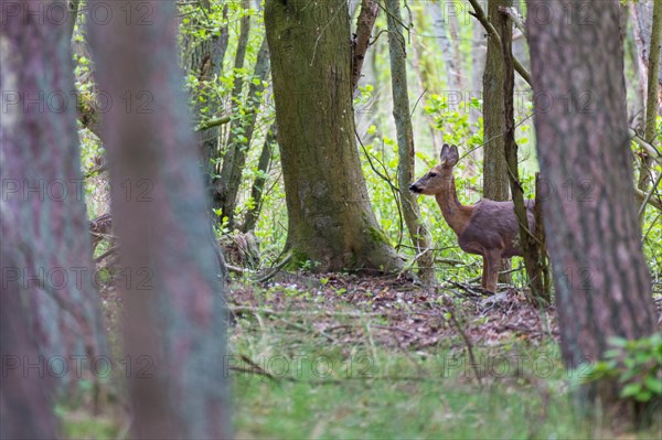 European roe deer