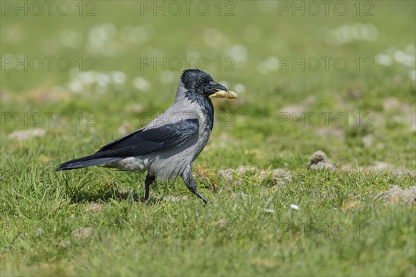 Hooded crow