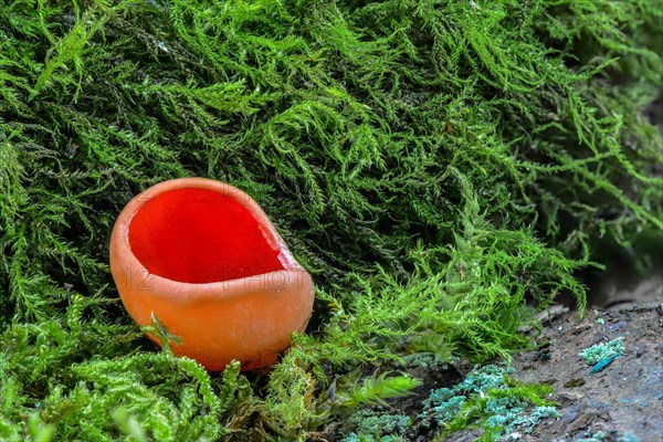 Scarlet elfcup