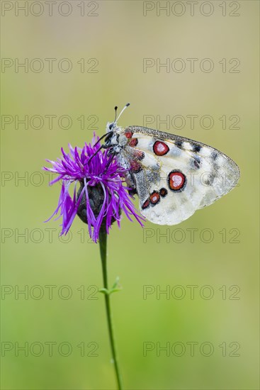 Red Apollo butterfly female