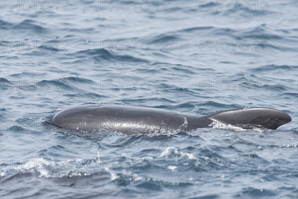 Long-finned pilot whale