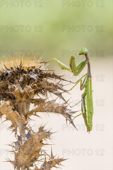 Mediterranean praying mantis