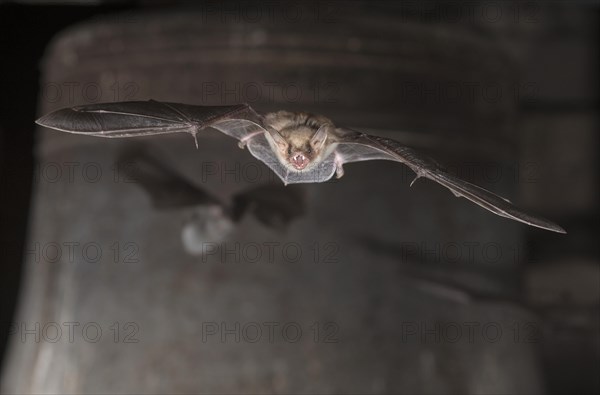 Greater mouse-eared bat