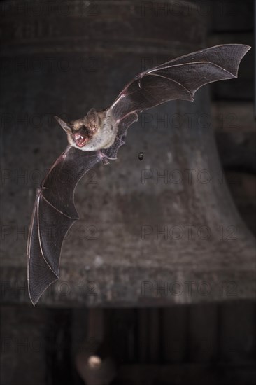 Greater mouse-eared bat