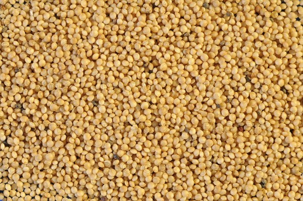 Amaranth