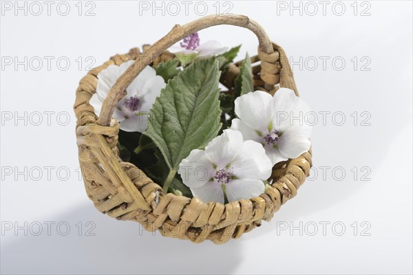 Althaea officinalis