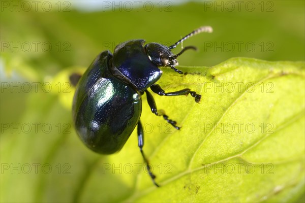 Peppermint beetle