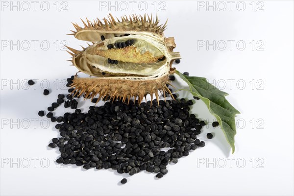 Jimson Weed e