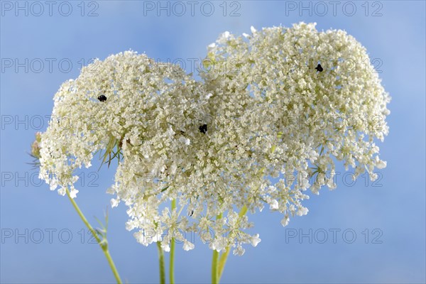 Wild carrot